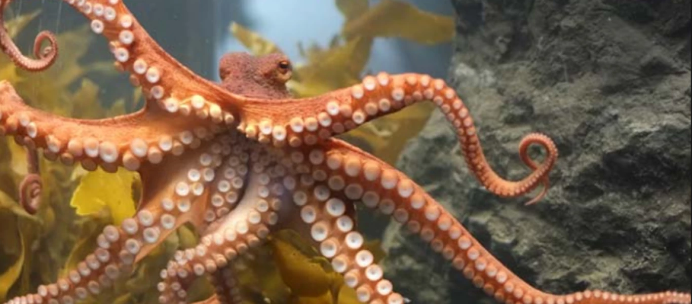 Η σκληρή μάχη μεταξύ καβουριού και χταποδιού – Ιδιαίτερη μάχη επιβίωσης (Βίντεο)